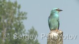 Video of European Roller - European Roller in nest period